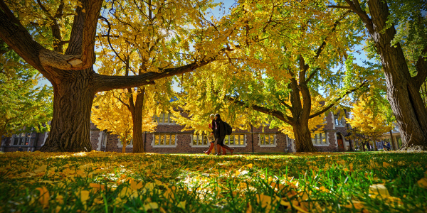 students walk on campus near bright yellow gingko trees